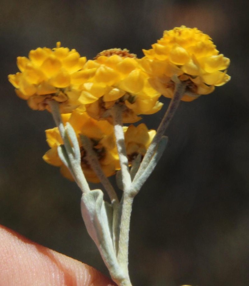 Helichrysum acrophilum photo 7