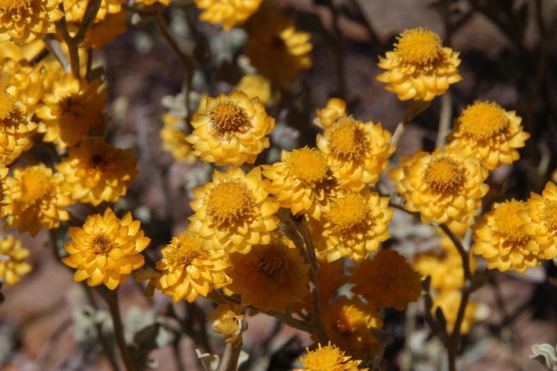 Helichrysum acrophilum photo 8