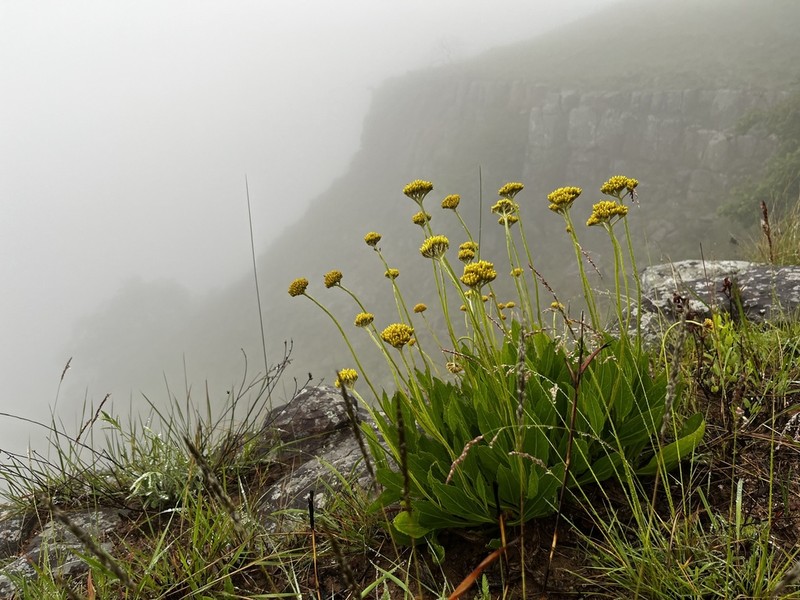 Helichrysum acutatum