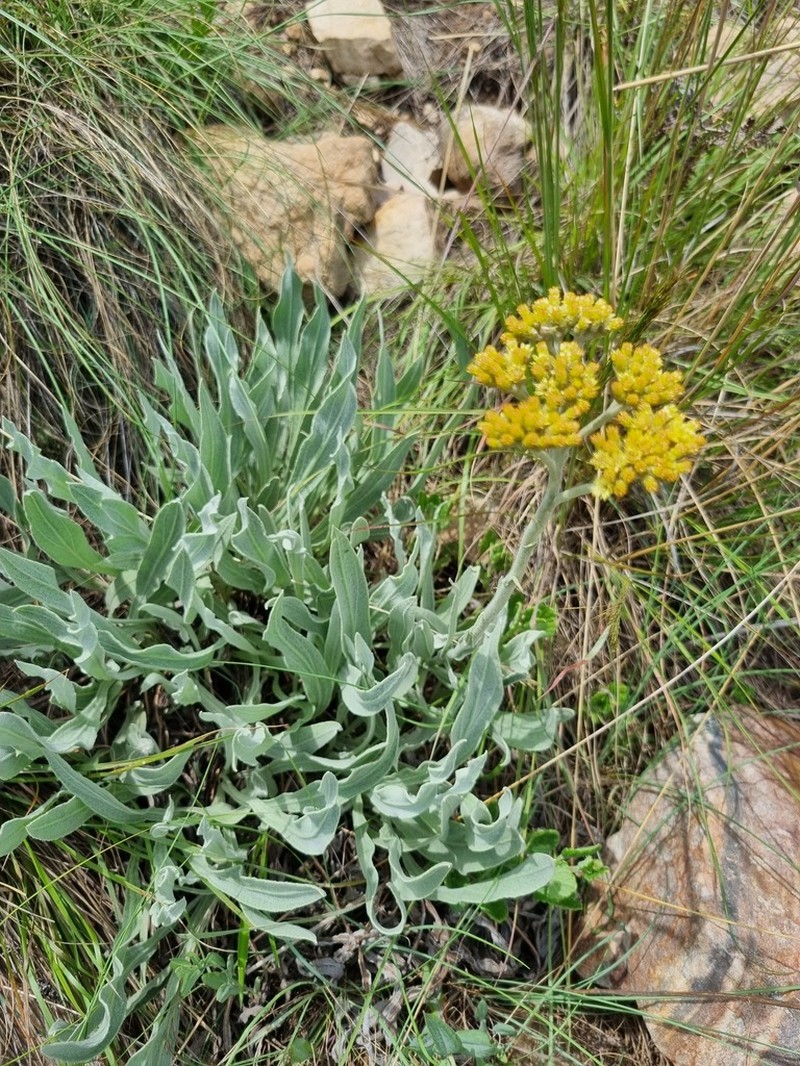 Helichrysum acutatum photo 2