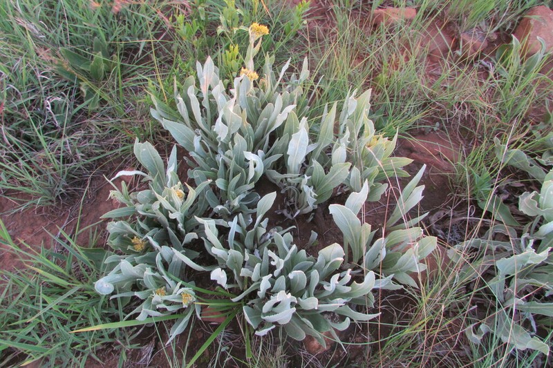 Helichrysum acutatum photo 3