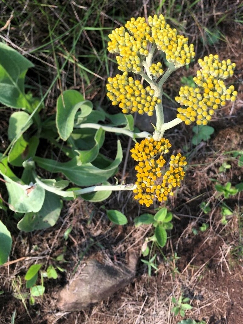Helichrysum acutatum photo 4