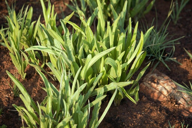 Helichrysum acutatum photo 5