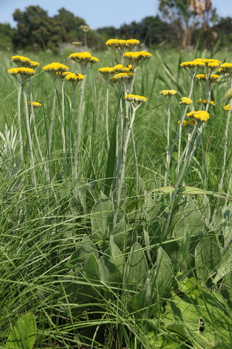 Helichrysum acutatum photo 6