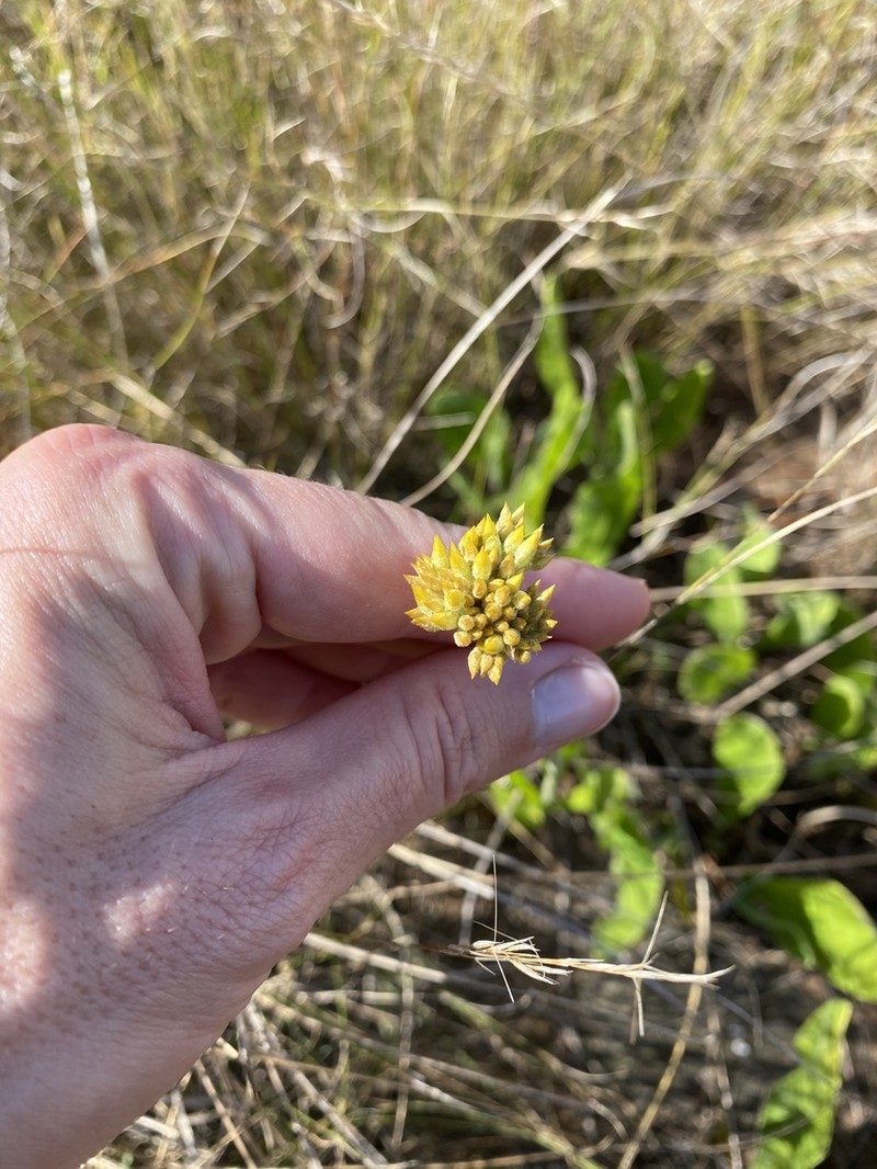 Helichrysum acutatum photo 7