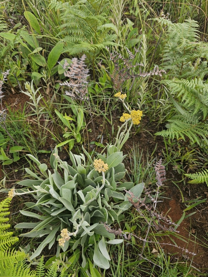 Helichrysum acutatum photo 8