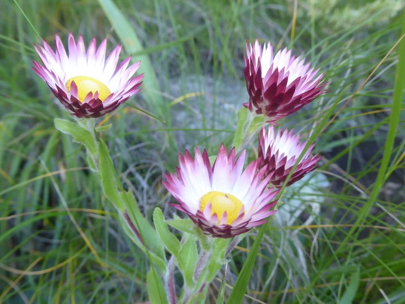 Helichrysum adenocarpum