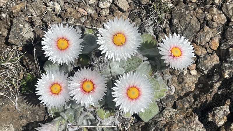 Helichrysum adenocarpum photo 2