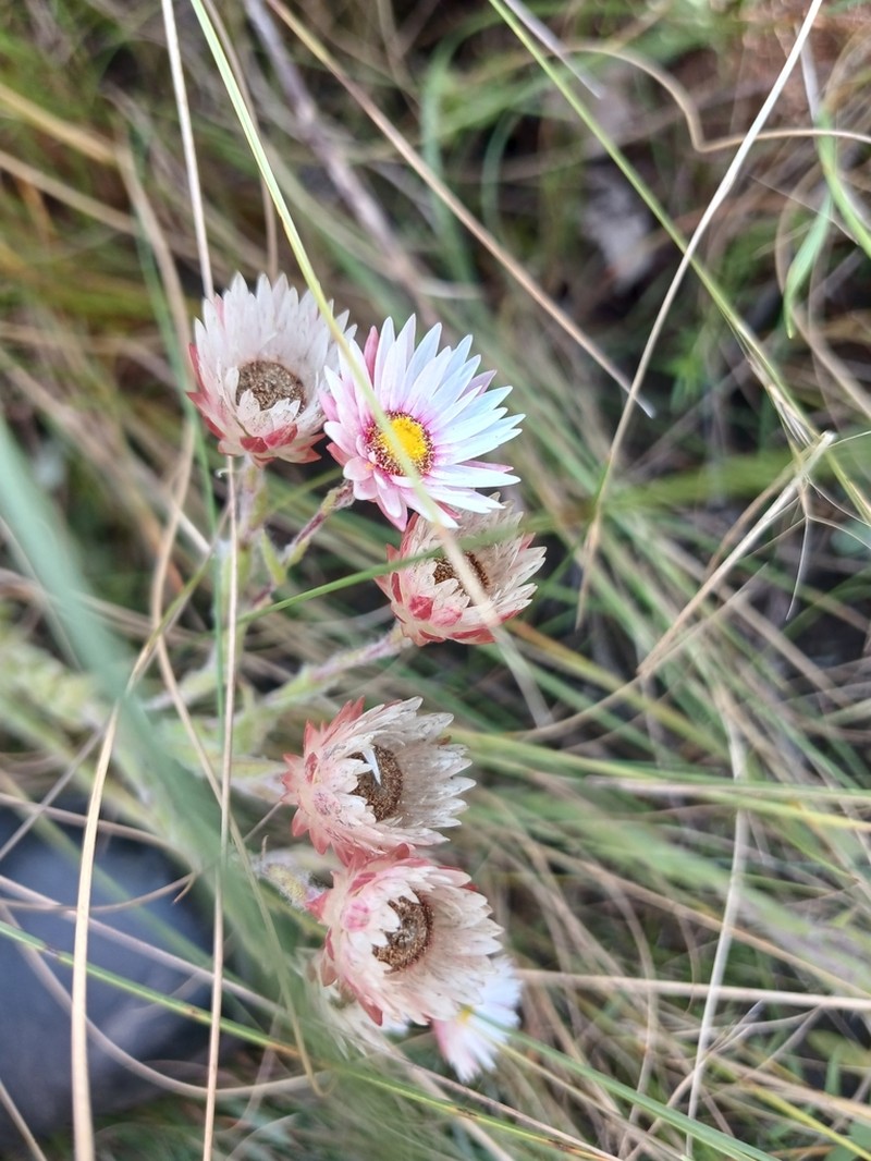 Helichrysum adenocarpum photo 3