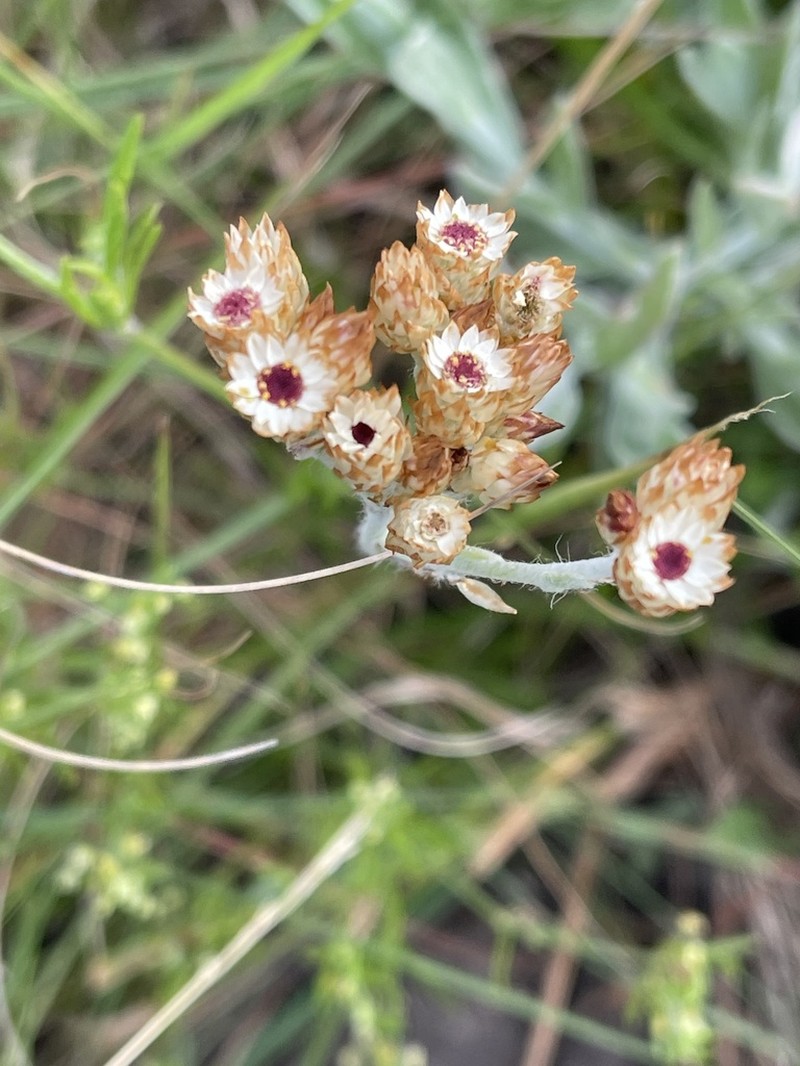 Helichrysum adenocarpum photo 4