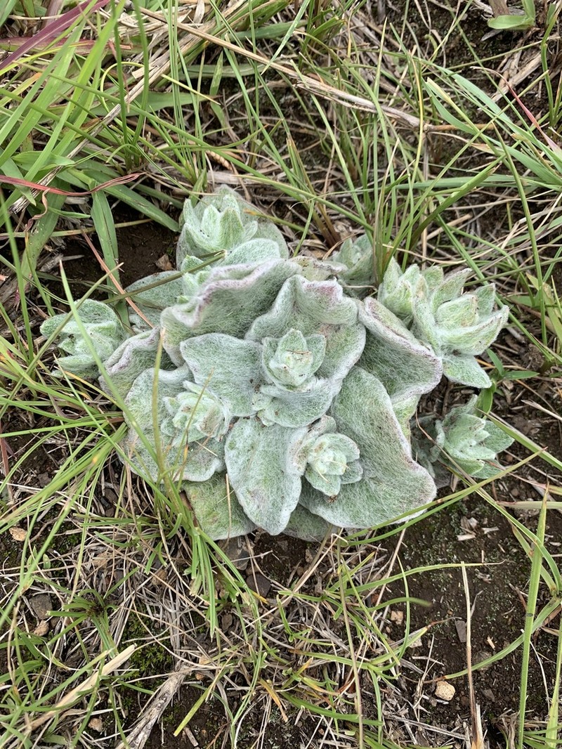Helichrysum adenocarpum photo 5