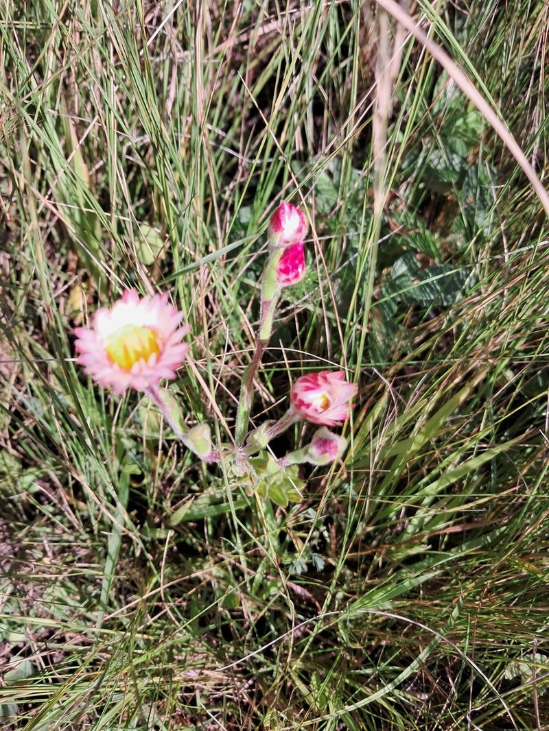 Helichrysum adenocarpum photo 6