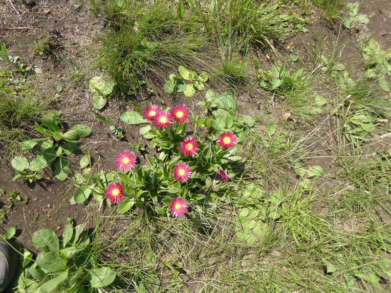 Helichrysum adenocarpum photo 8