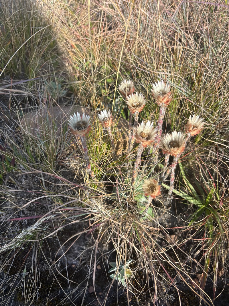 Helichrysum adenocarpum subsp. adenocarpum