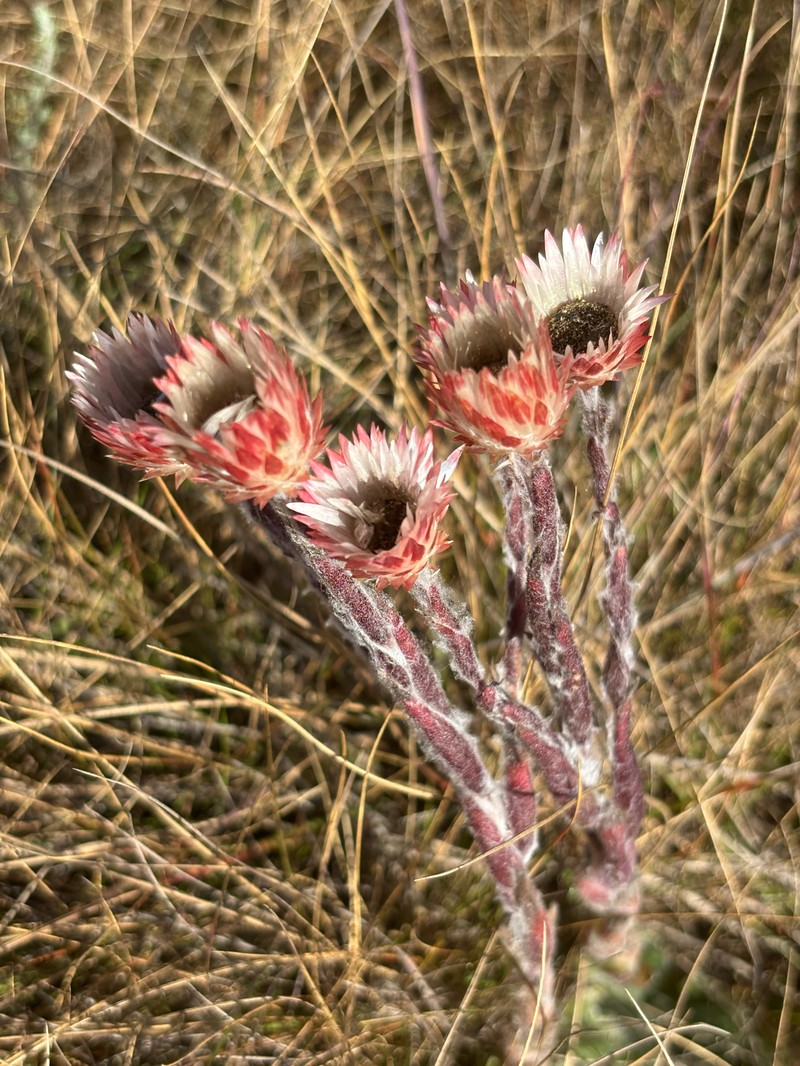 Helichrysum adenocarpum subsp. adenocarpum photo 2