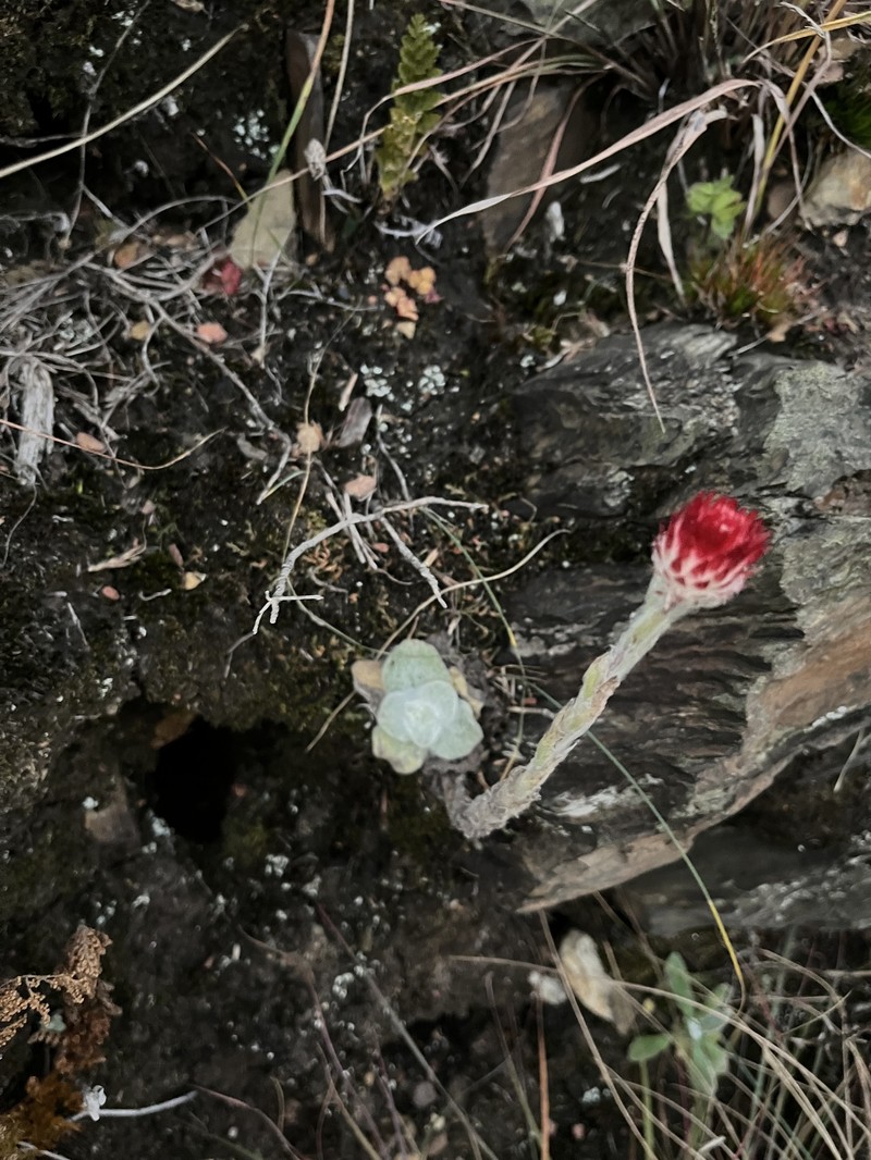 Helichrysum adenocarpum subsp. adenocarpum photo 3