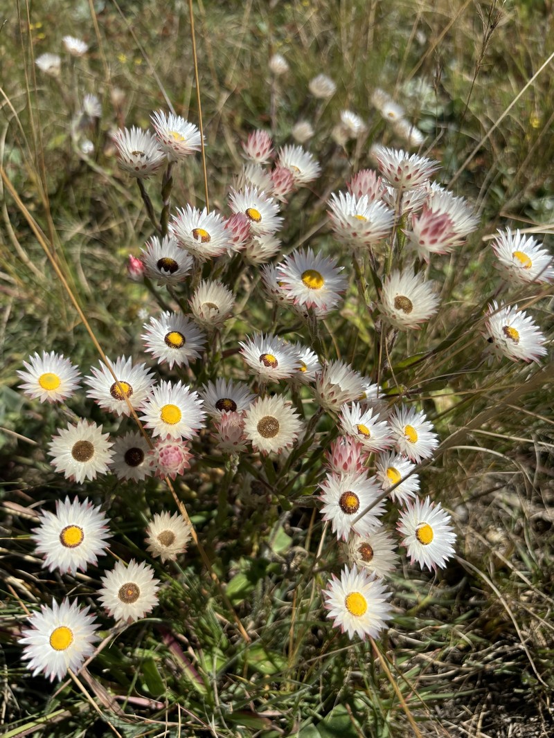 Helichrysum adenocarpum subsp. adenocarpum photo 4