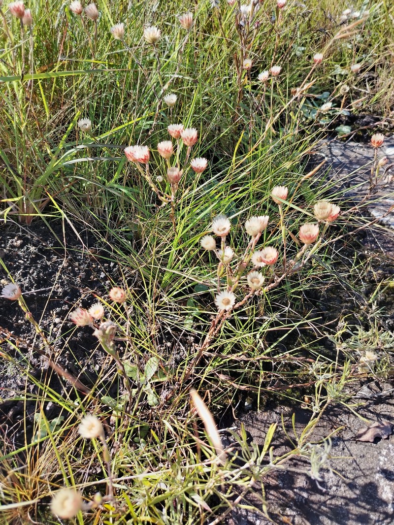 Helichrysum adenocarpum subsp. ammophilum