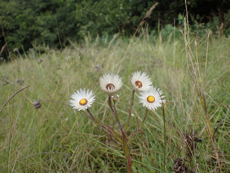 Helichrysum adenocarpum subsp. ammophilum photo 2