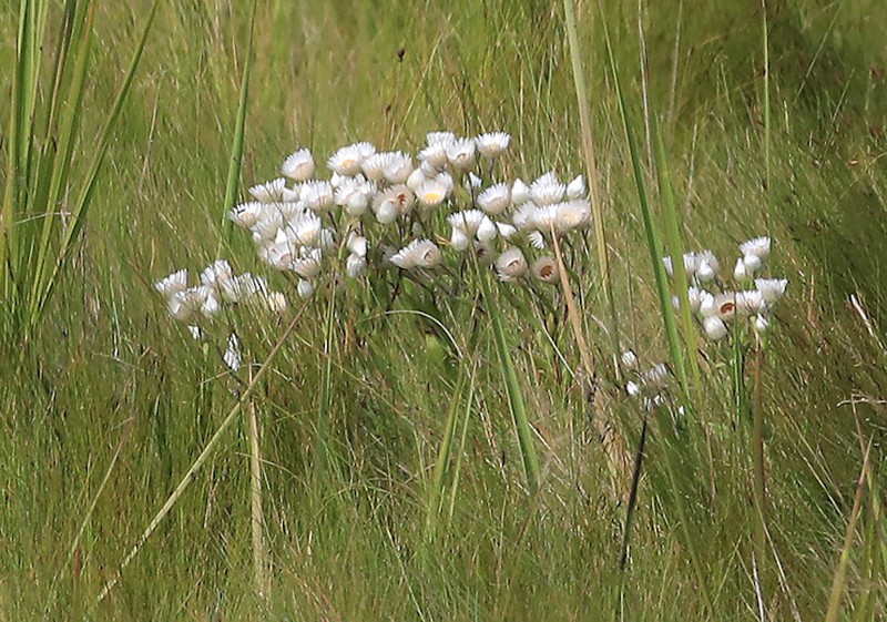 Helichrysum adenocarpum subsp. ammophilum photo 3