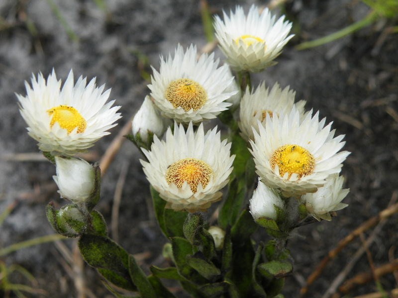 Helichrysum adenocarpum subsp. ammophilum photo 4
