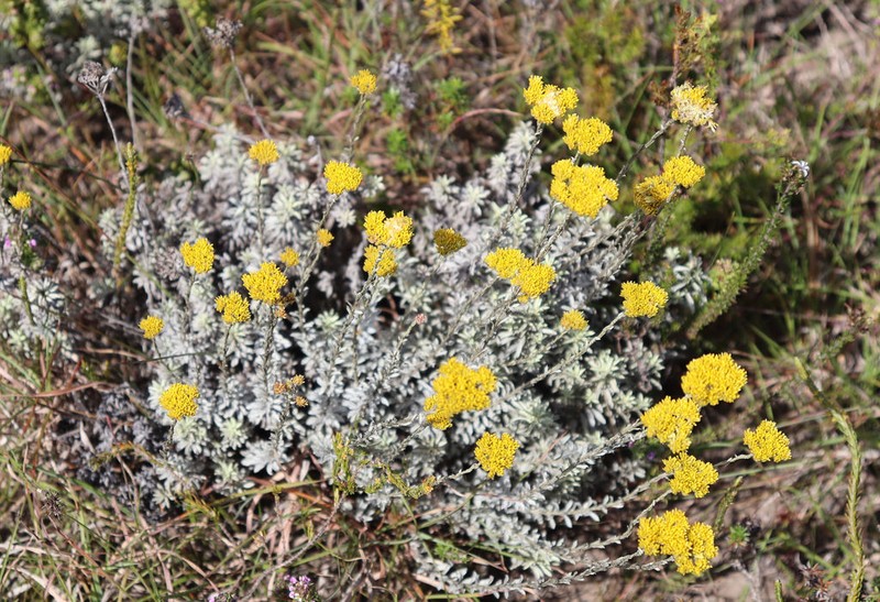 Helichrysum albanense