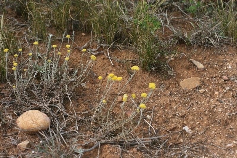 Helichrysum albanense photo 2