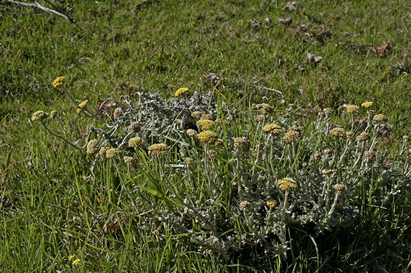 Helichrysum albanense photo 3