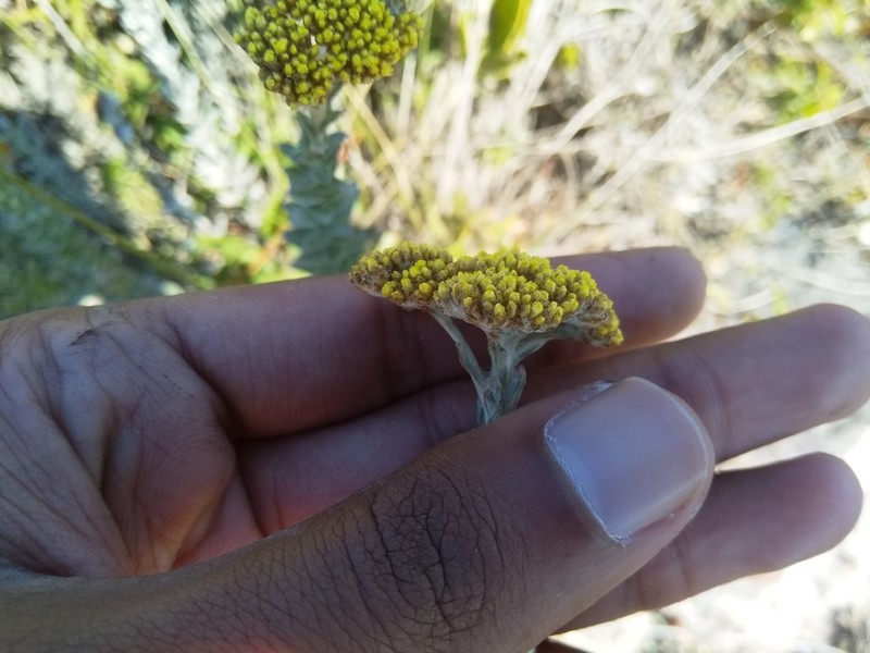Helichrysum albanense photo 4