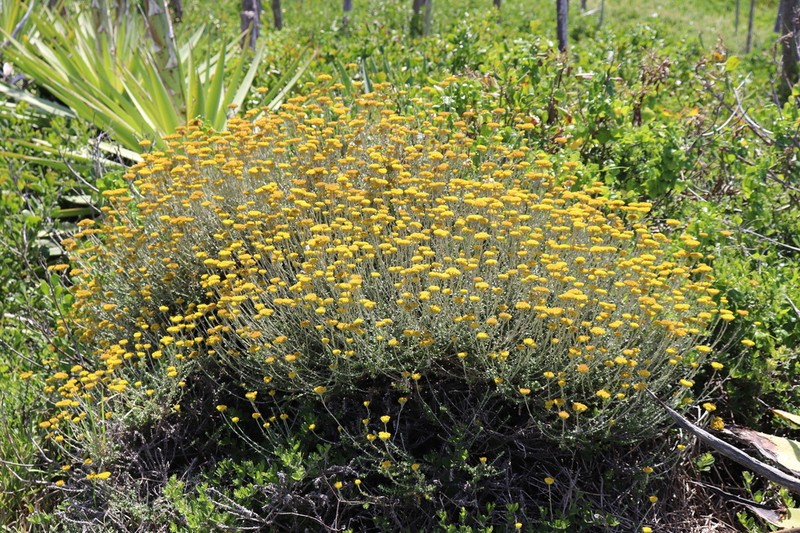 Helichrysum albanense photo 5