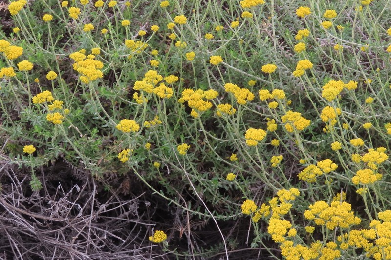 Helichrysum albanense photo 6