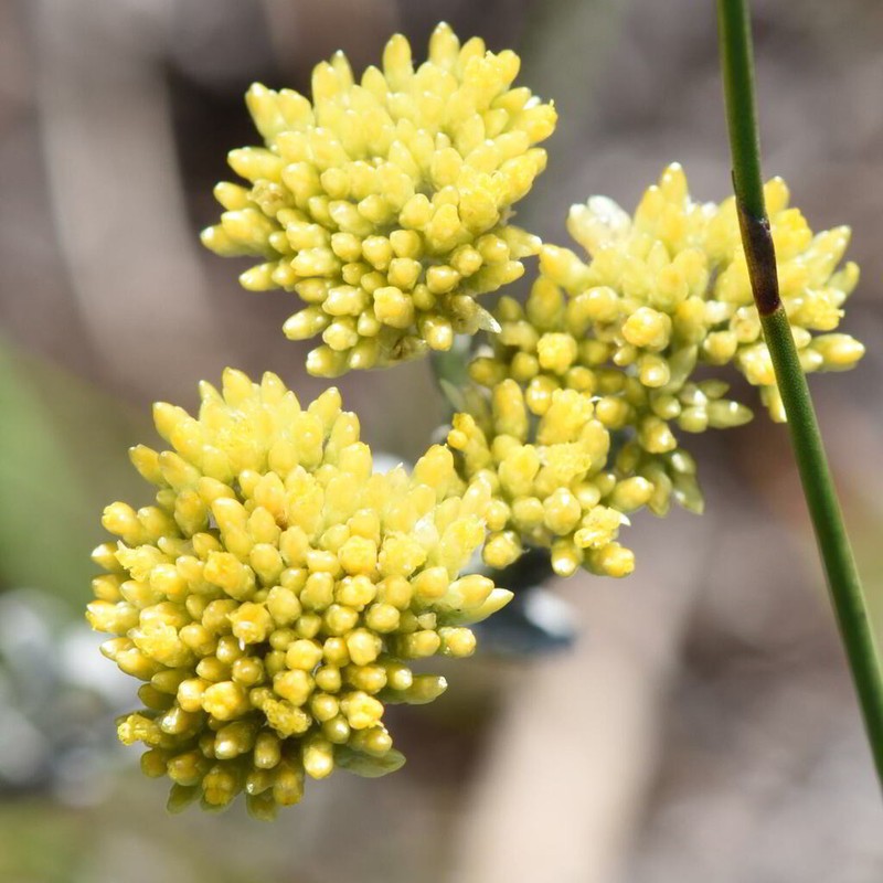 Helichrysum albanense photo 7