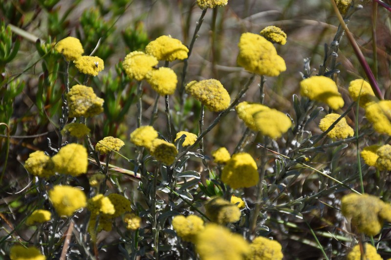 Helichrysum albanense photo 8