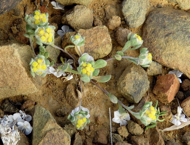 Helichrysum albertense