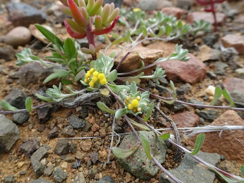 Helichrysum albertense photo 2