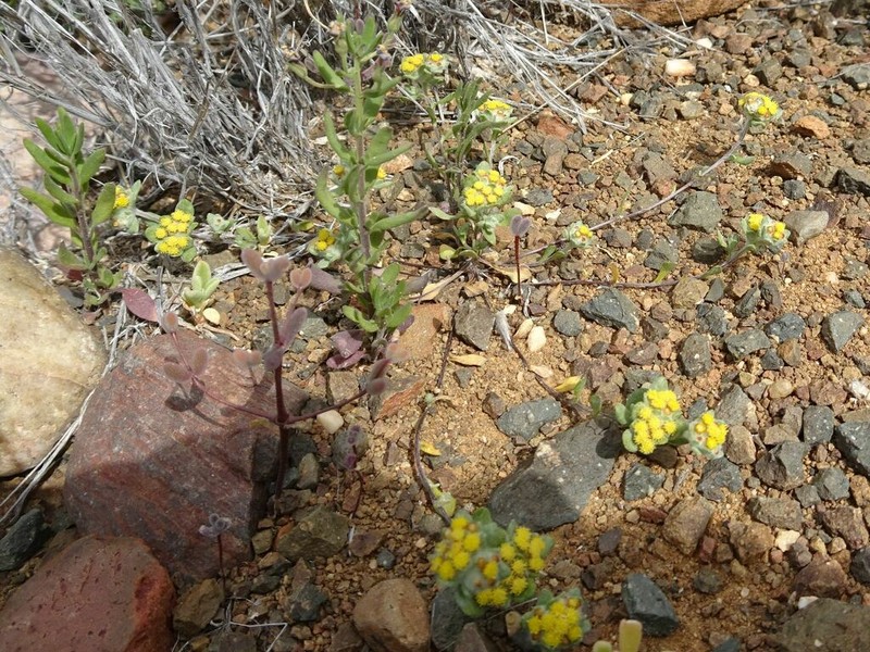 Helichrysum albertense photo 3