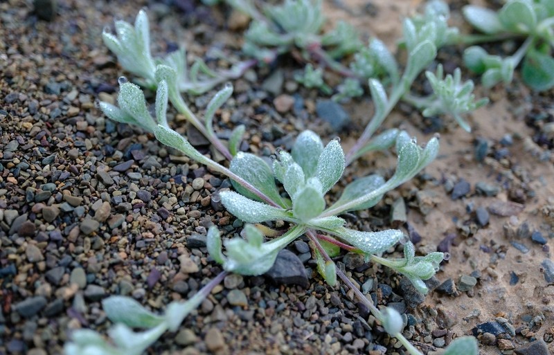 Helichrysum albertense photo 4