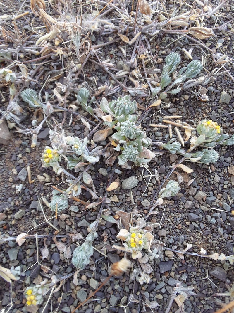 Helichrysum albertense photo 5