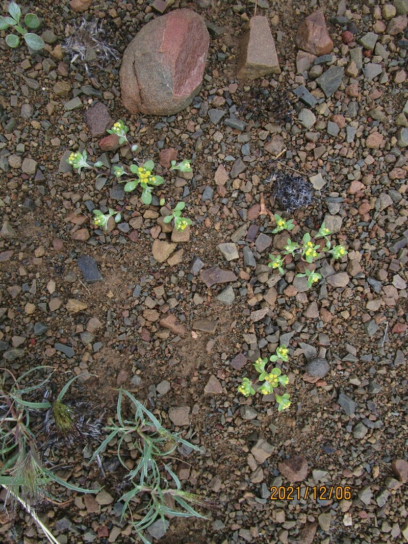 Helichrysum albertense photo 7