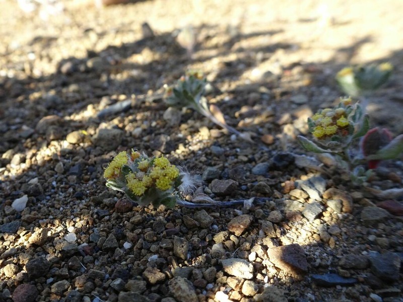 Helichrysum albertense photo 8