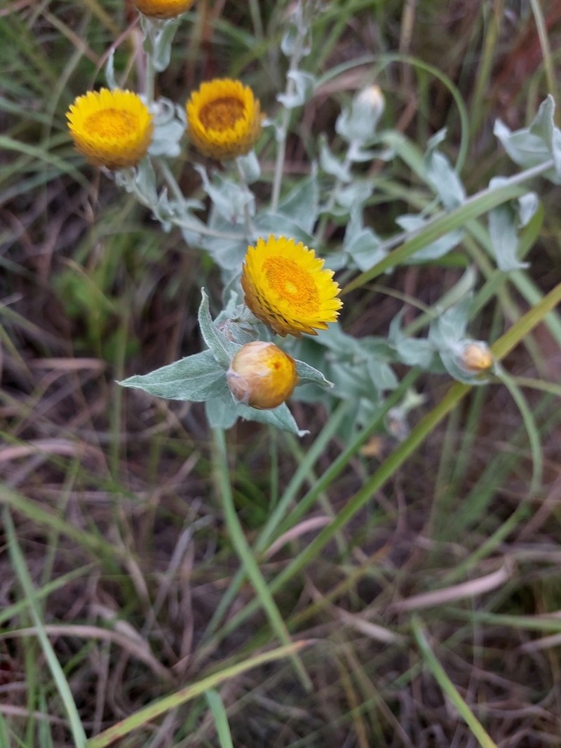 Helichrysum albilanatum