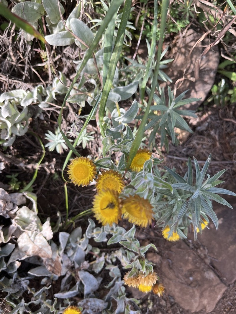 Helichrysum albilanatum photo 2