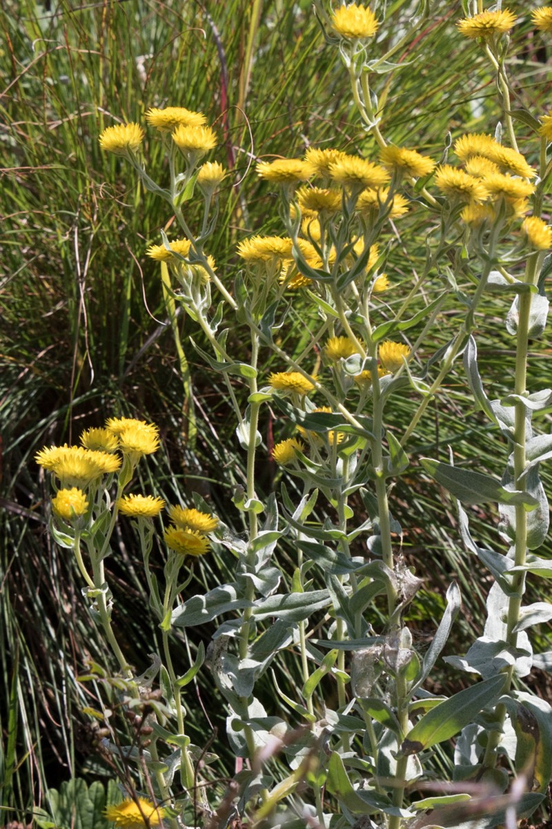 Helichrysum albilanatum photo 3