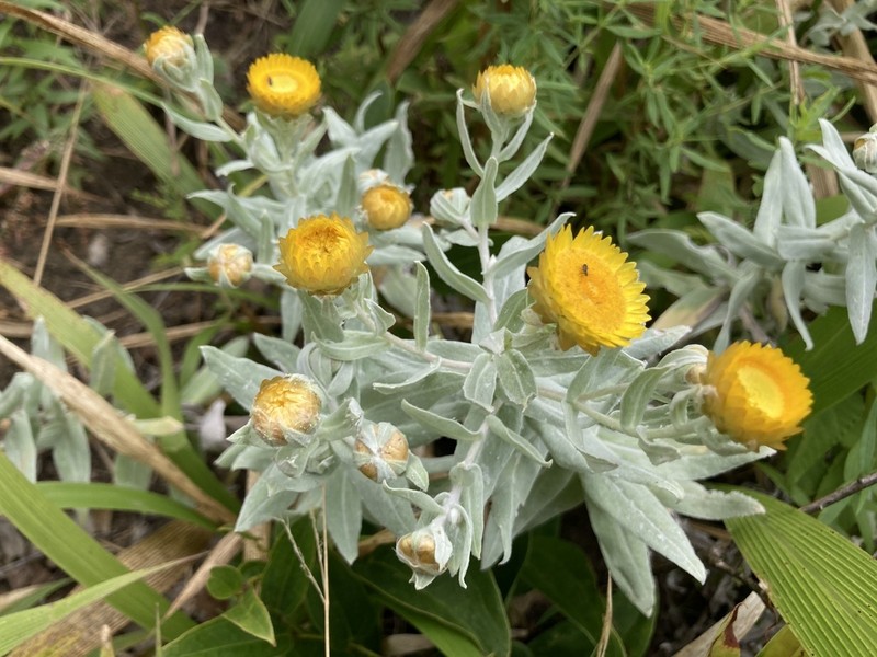 Helichrysum albilanatum photo 4