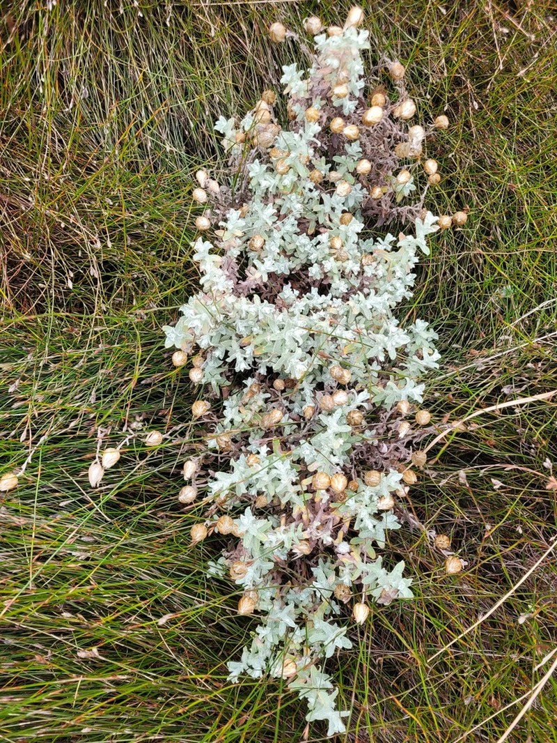 Helichrysum albilanatum photo 5