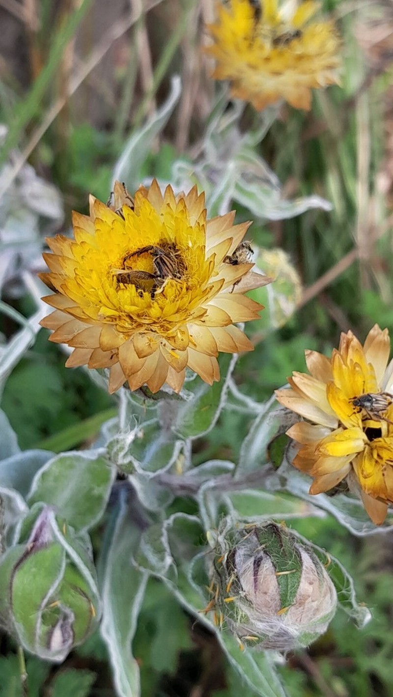 Helichrysum albilanatum photo 6