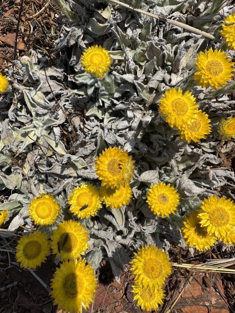Helichrysum albilanatum photo 7