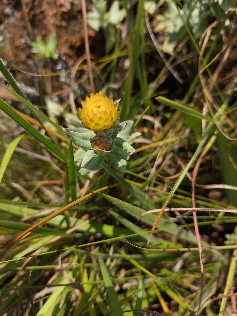 Helichrysum albilanatum photo 8