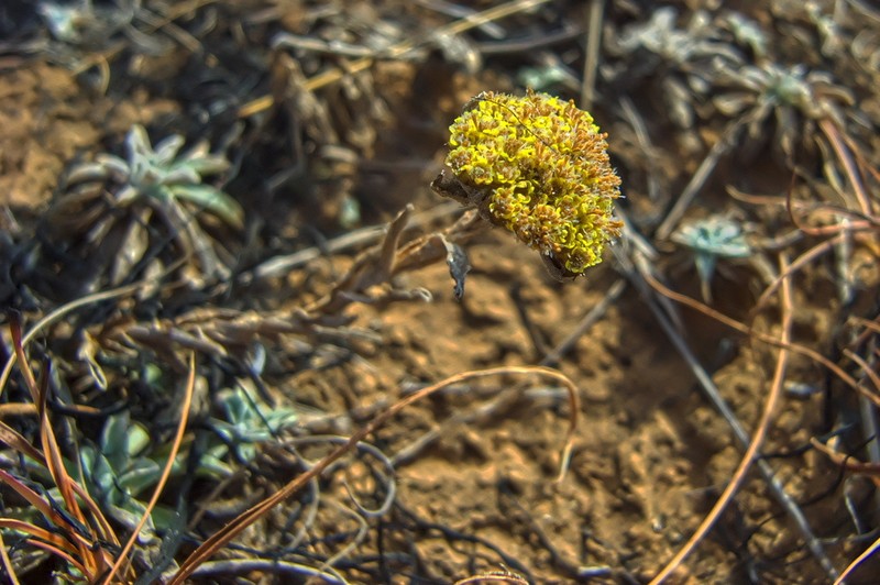 Helichrysum albirosulatum