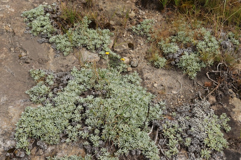 Helichrysum albirosulatum photo 2